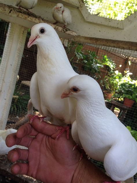 If you would like to have advertising space for your Aviary, loft or just for selling your surplus doves and pigeons please contact me at the email link below. . Pet pigeon for sale